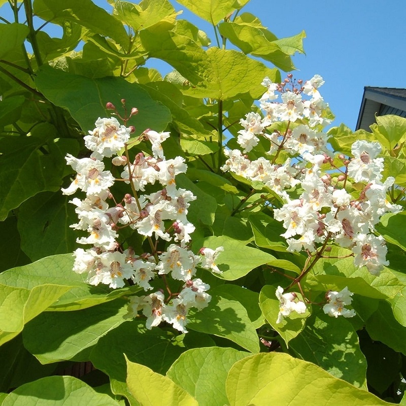 Catalpa Cena (katalpy obecné, vyšší cenu, jsou obvykle, které mohou, mohou dražší) Catalpa Cena